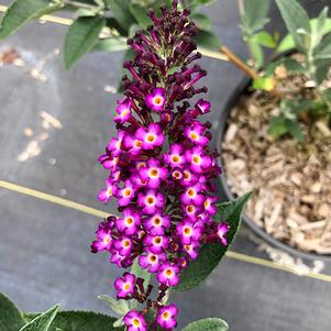 Buddleia x 'PODvb9-15' 