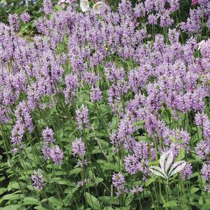 Stachys monieri 'Hummelo' 