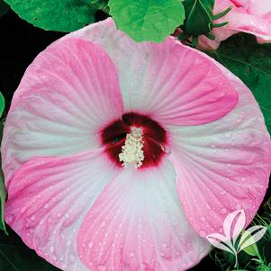 Hibiscus 'PAS351671' 