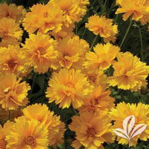 Coreopsis grandiflora 'Sunray' 