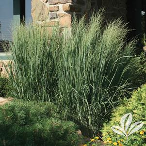 Panicum virgatum 'Northwind' 