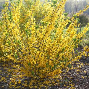 Forsythia koreana 'Sunny' 