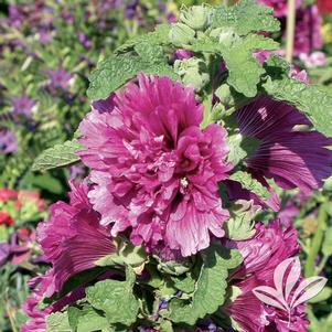 Alcea rosea 'Queeny Purple' 