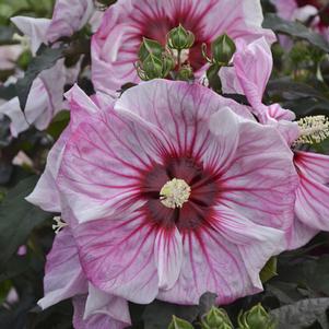 Hibiscus 'Cherry Choco Latte' 