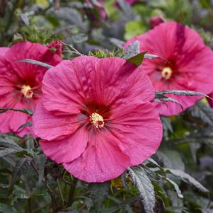 Hibiscus 'Evening Rose' 