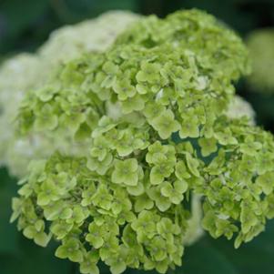 Hydrangea arborescens 'SMNHRL' 