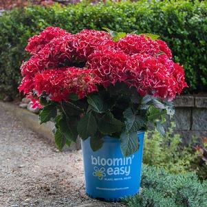 Hydrangea macrophylla 'Hokomabavi' 