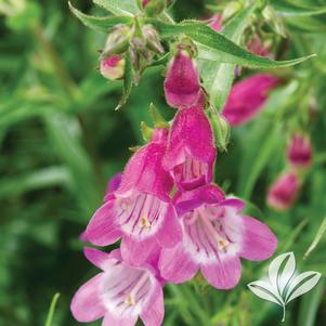 Penstemon x mexicali 'P008S' 