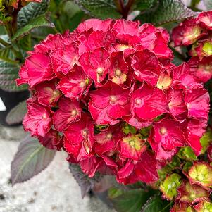 Hydrangea macrophylla 'Hokomaburlac' 