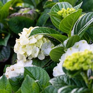 Hydrangea macrophylla 'Hokomagrito' 