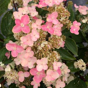 Hydrangea paniculata 'HPOPR018' 