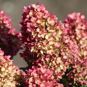 Hydrangea paniculata 'HYLV17522' 