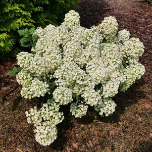 Hydrangea paniculata 'SMNHPSB' 