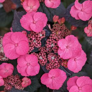 Hydrangea serrata 'JPD01' 