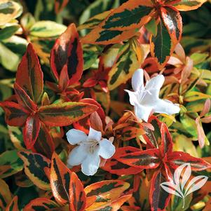 Abelia x grandiflora 'Kaleidoscope' 