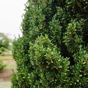 Ilex crenata 'MAD-IC-I' 