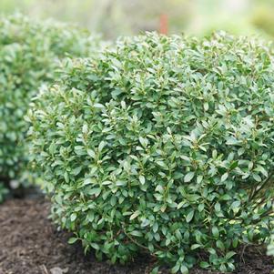 Ilex glabra 'ILEXFARROWTRACEY' 