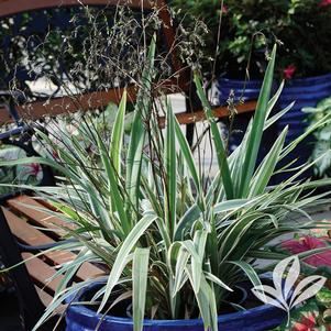 Dianella tasmanica 'Variegata' 