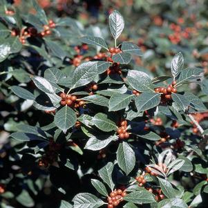 Ilex verticallata 'Afterglow' 