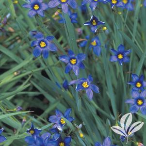 Sisyrinchium angustifolium 'Lucerne' 