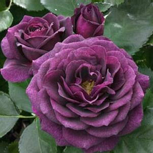 Rosa 'WEKsmopur' 