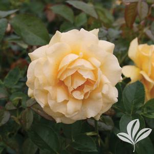 Rosa 'WEKvossutono' 