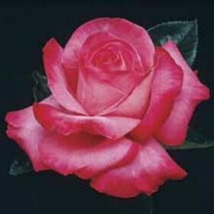 Rosa 'Elizabeth Taylor' 