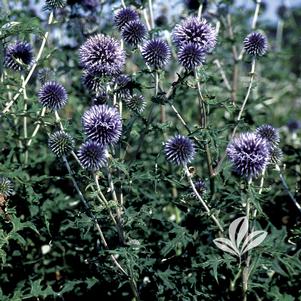 Echinops bannaticus 'Blue Glow' 