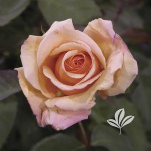 Rosa 'JACgodde' 