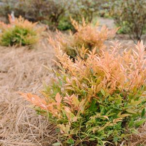 Nandina domestica 'ZHNAN28' 