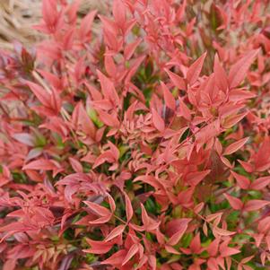 Nandina domestica 'ZHNAN53' 