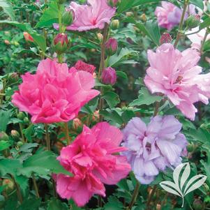 Hibiscus syriacus 'Grefwd' 