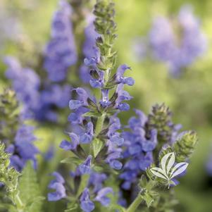 Salvia nemorosa 'Haeumanarc' 
