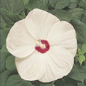 Hibiscus 'Balhibwhi' 