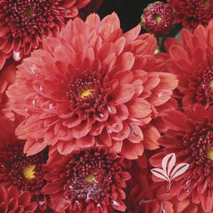 Chrysanthemum 'Tabitha' 