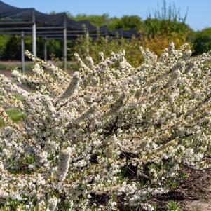 Prunus pumila 'UCONNPP002' 