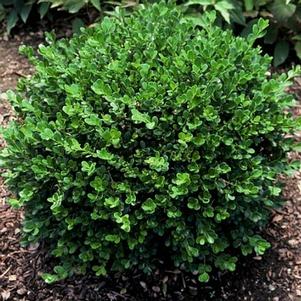 Buxus microphylla 'Antzam' 