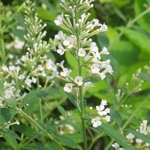 Buddleia 'White Eyes' 