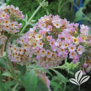 Buddleia 'Lavender Eyes' 