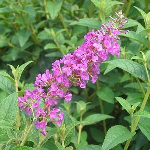 Buddleia 'Raspberry Eyes' 
