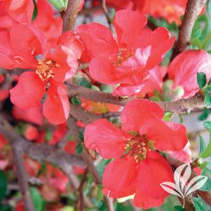 Chaenomeles speciosa 'Texas Scarlet' 