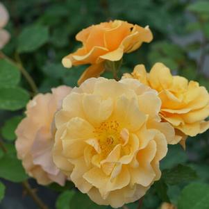 Rosa x 'ChewAmberness' 