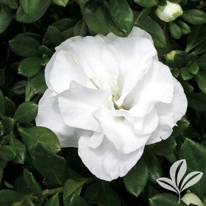 Rhododendron x 'Hardy Gardenia' 