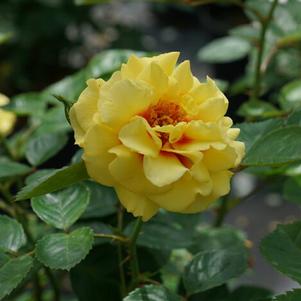 Rosa x 'ChewGateway' 