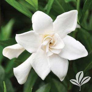 Gardenia 'Frost Proof' 