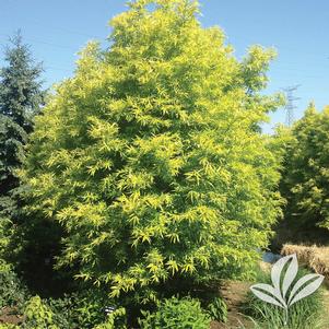 Salix sachalinensis 'Golden Sunshine' 