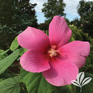 Hibiscus 'Happa Pink' 