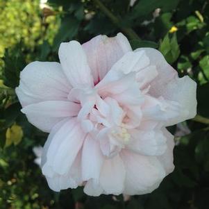 Hibiscus syriacus 'DS02SS' 