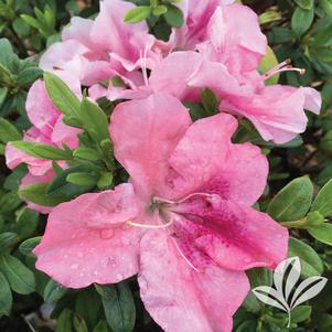 Rhododendron x 'RLH1-12P0' 