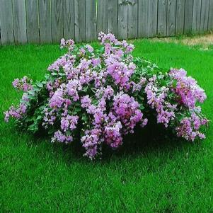 Lagerstroemia indica 'Orchid Cascade' 